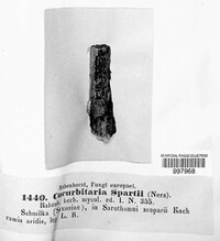 Cucurbitaria spartii image